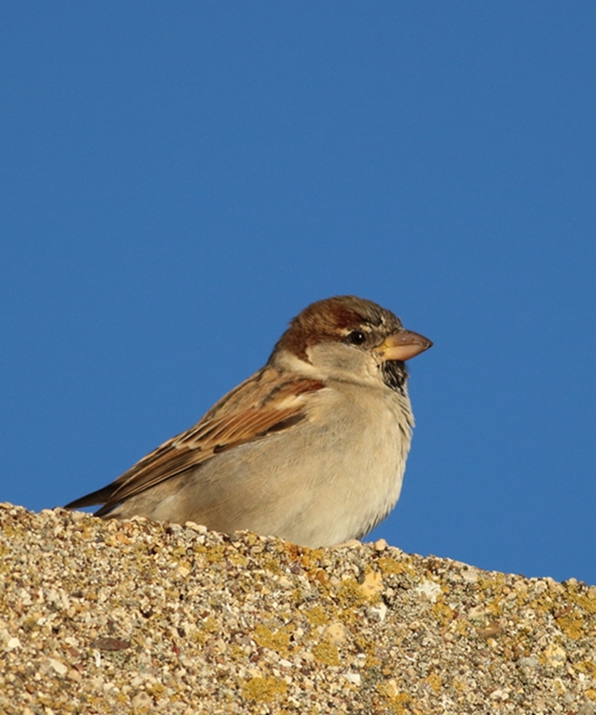 House Sparrow