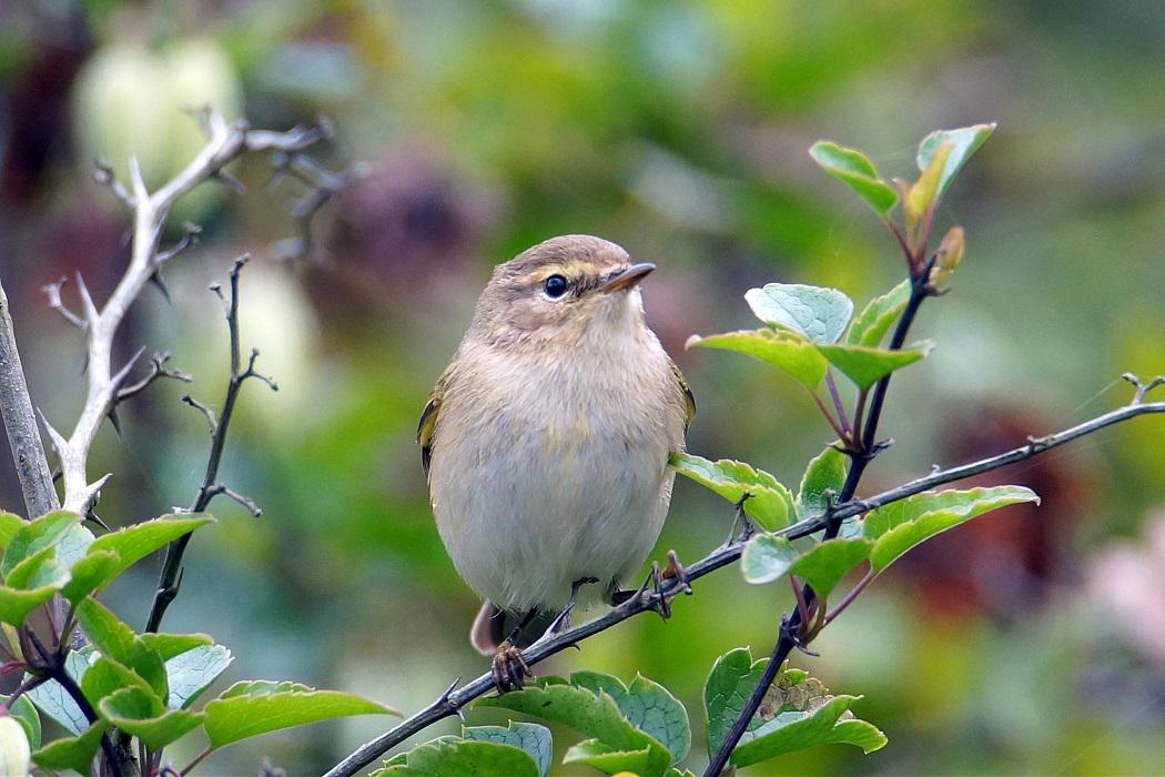Common Chiffchaff