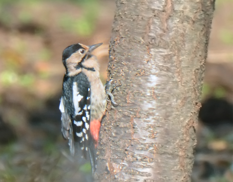 Syrian Woodpecker