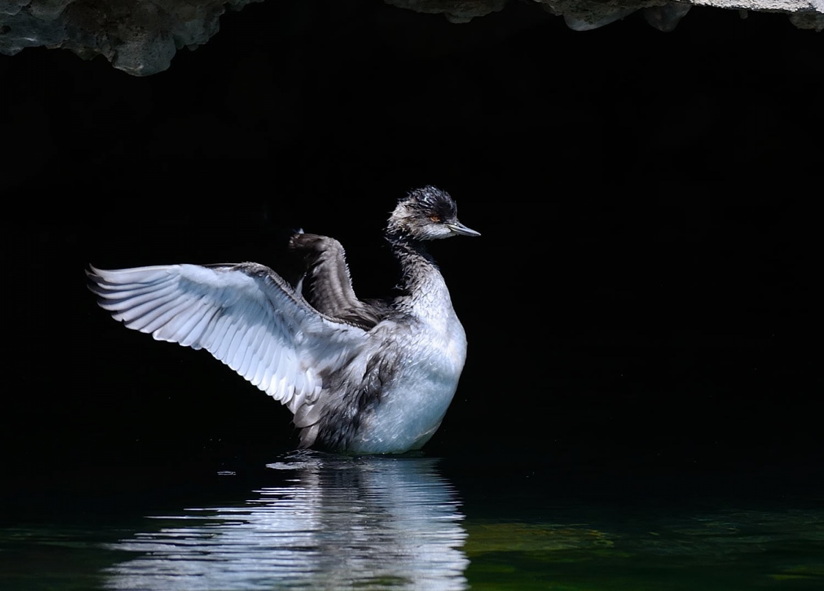 Black-necked Grebe