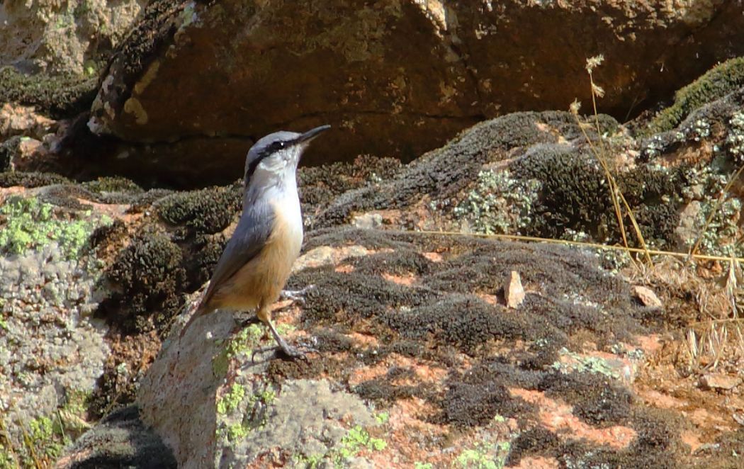 Western Rock Nuthatch