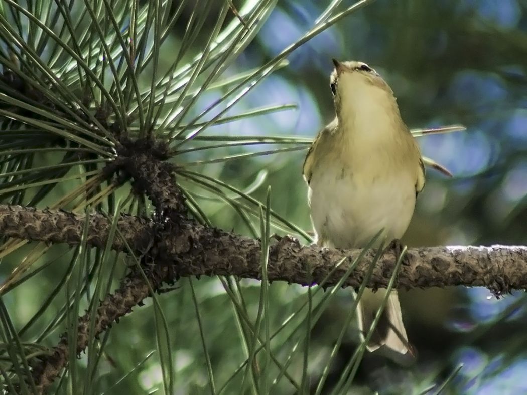 Willow Warbler