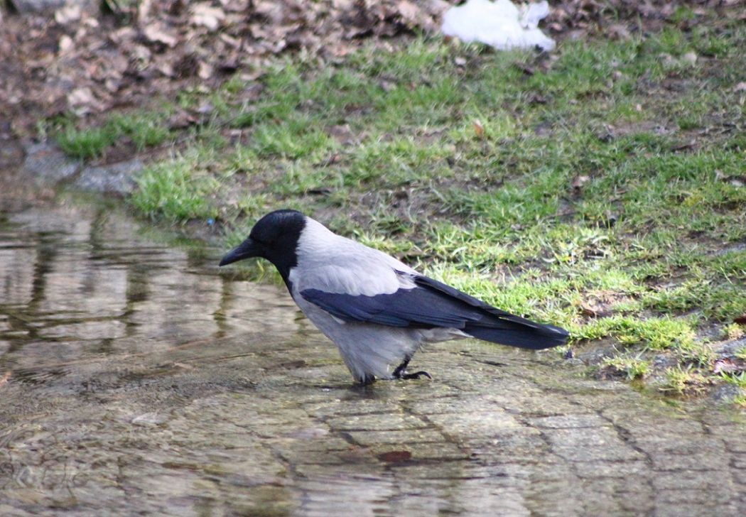 Hooded Crow