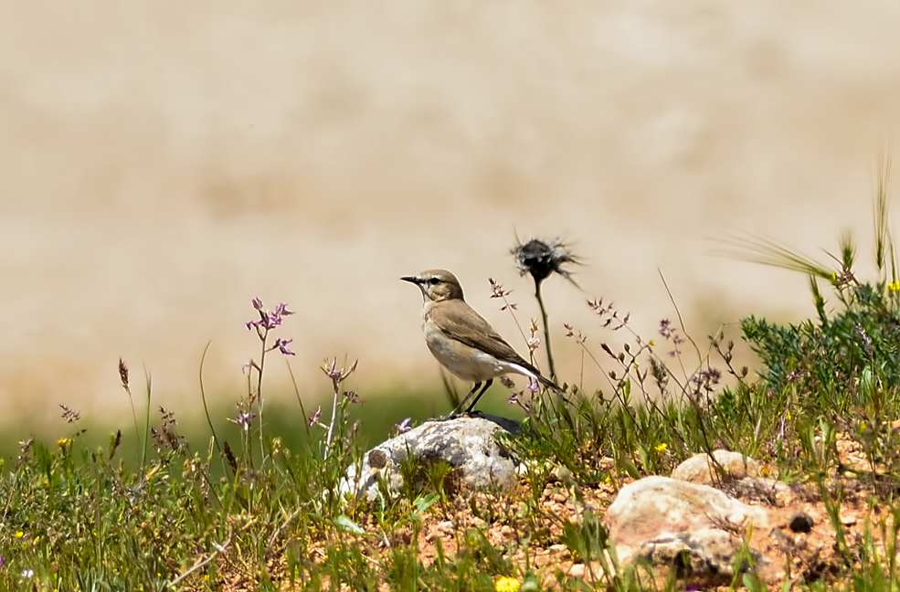 Isabelline Wheatear