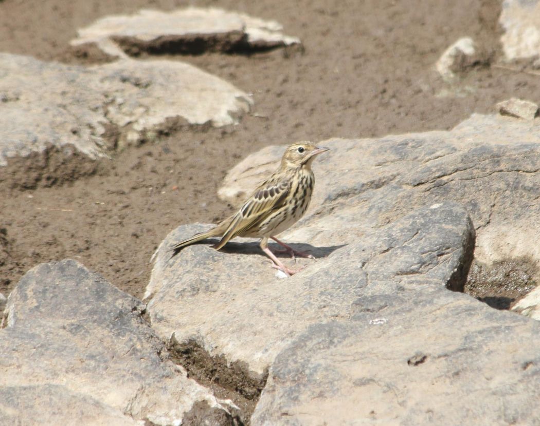 Tree Pipit