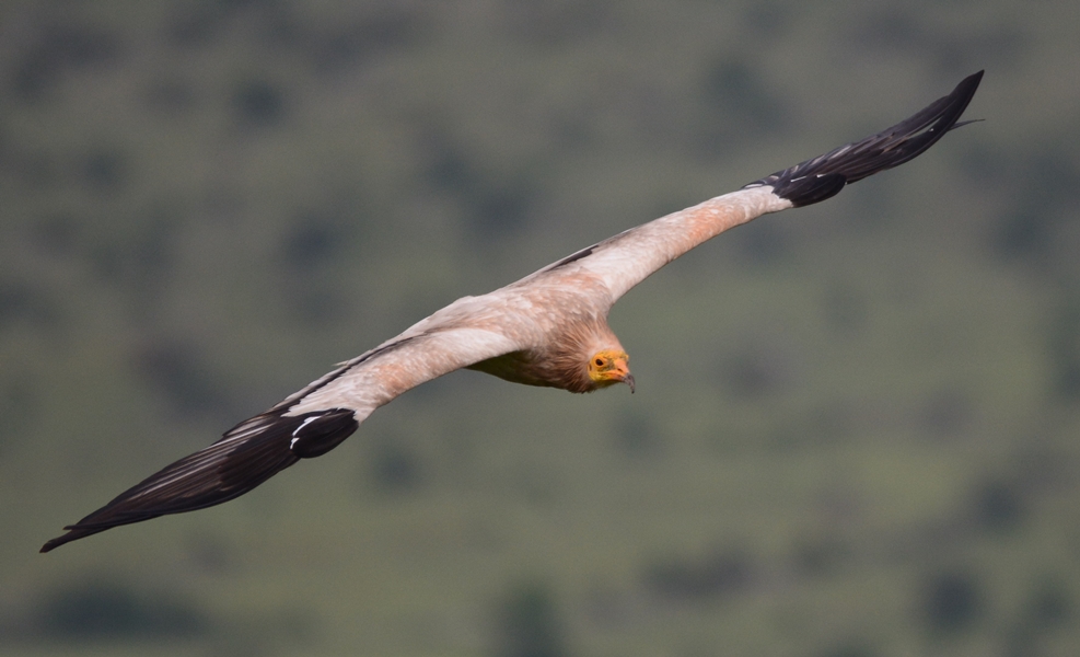 Egyptian Vulture