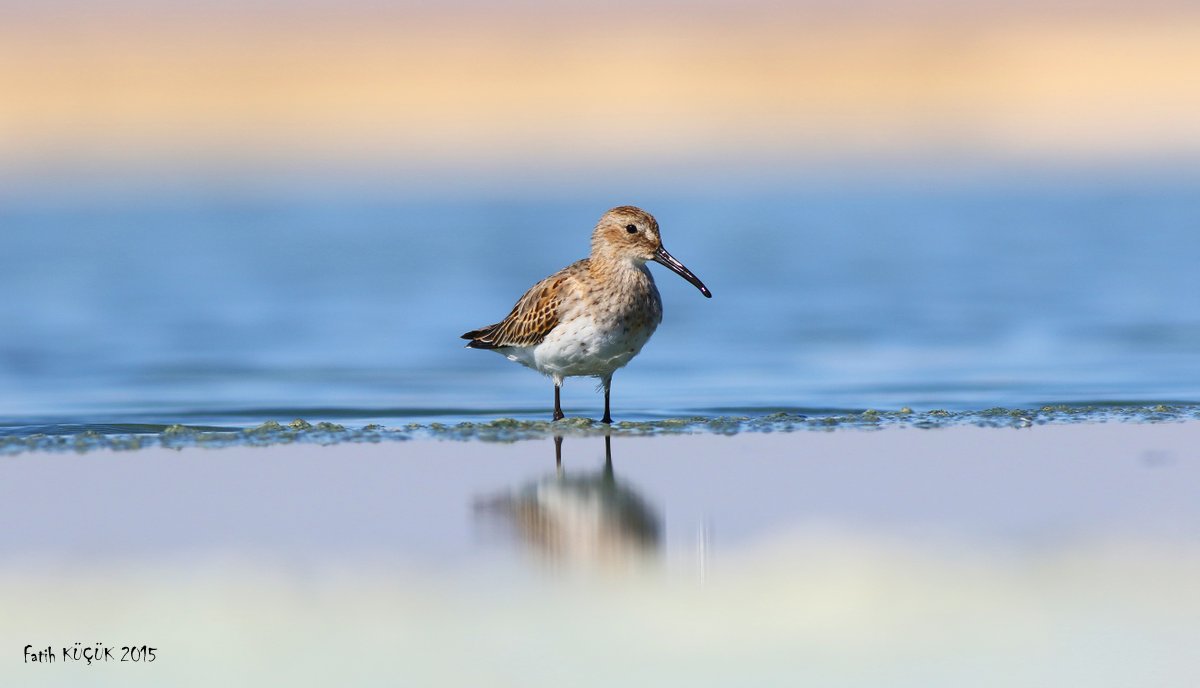 Dunlin