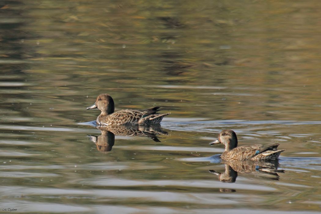 Eurasian Teal
