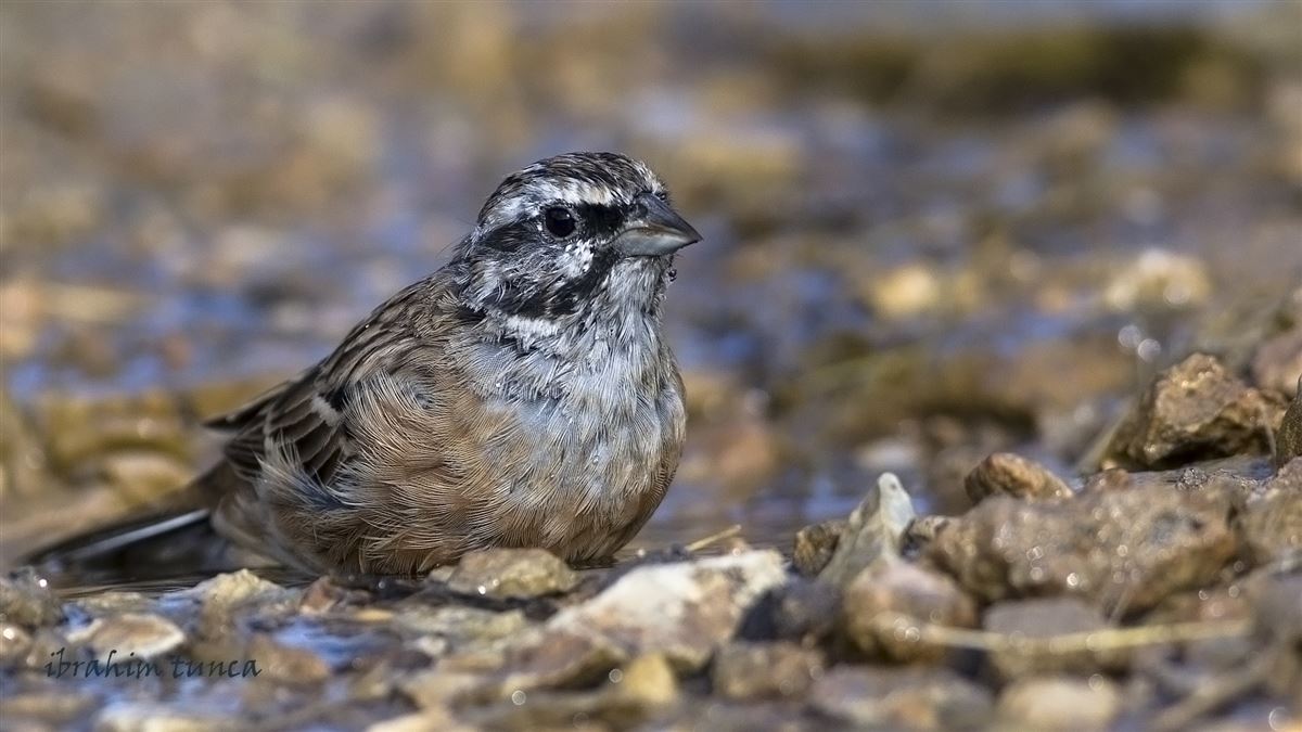 Rock Bunting