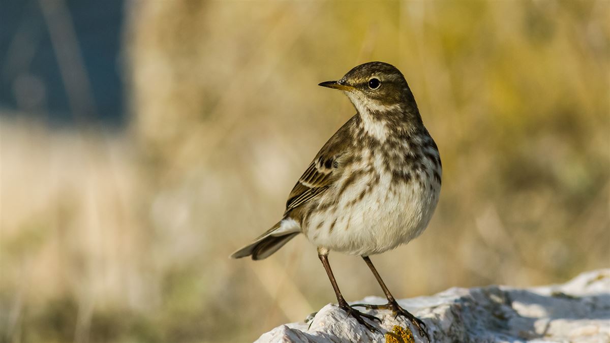 Water Pipit