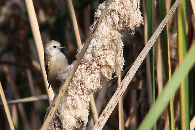 Eurasian Penduline Tit