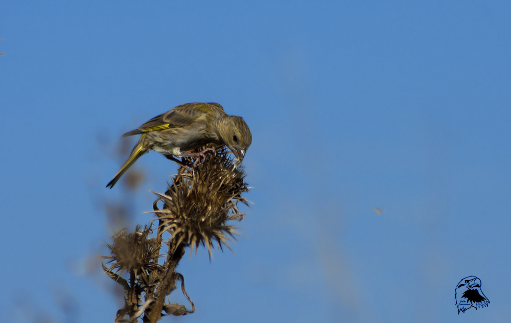 European Greenfinch