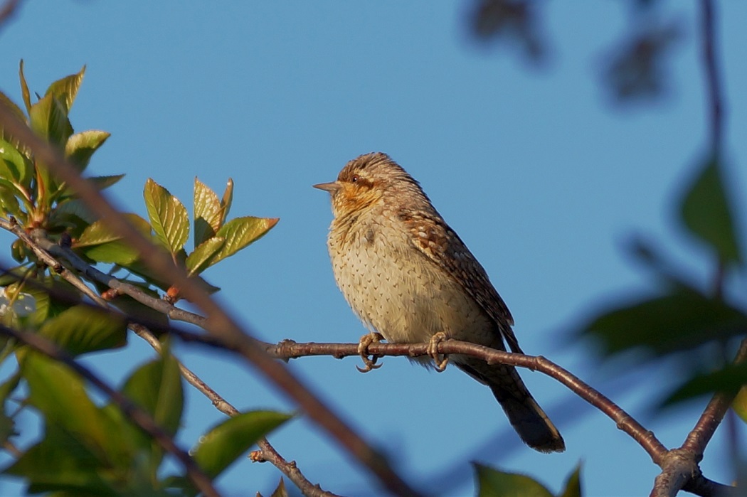 Eurasian Wryneck