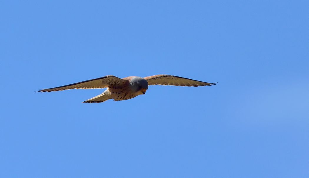 Lesser Kestrel