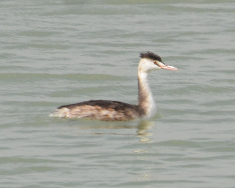 Great Crested Grebe