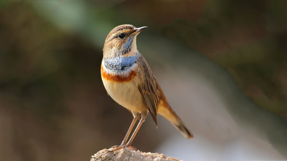 Bluethroat