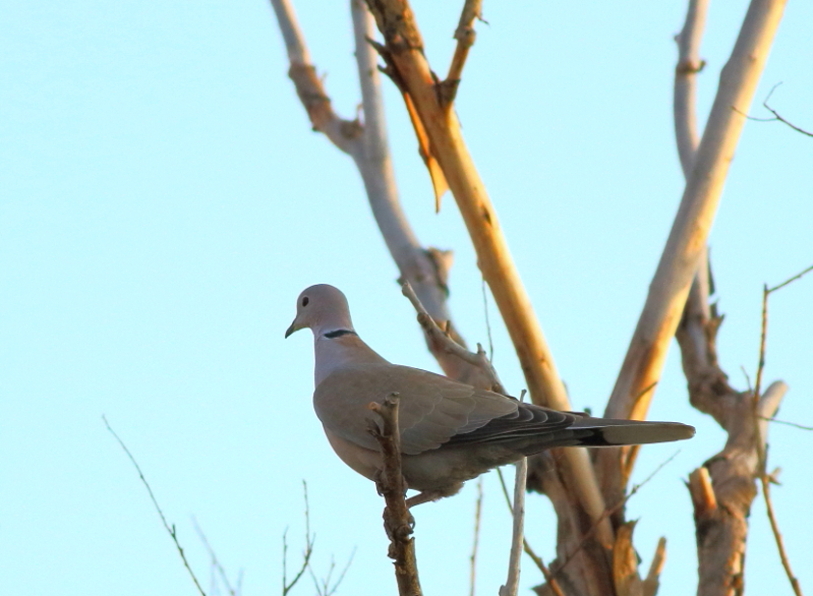 Eurasian Collared Dove