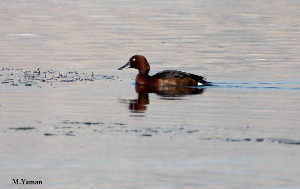 Ferruginous Duck