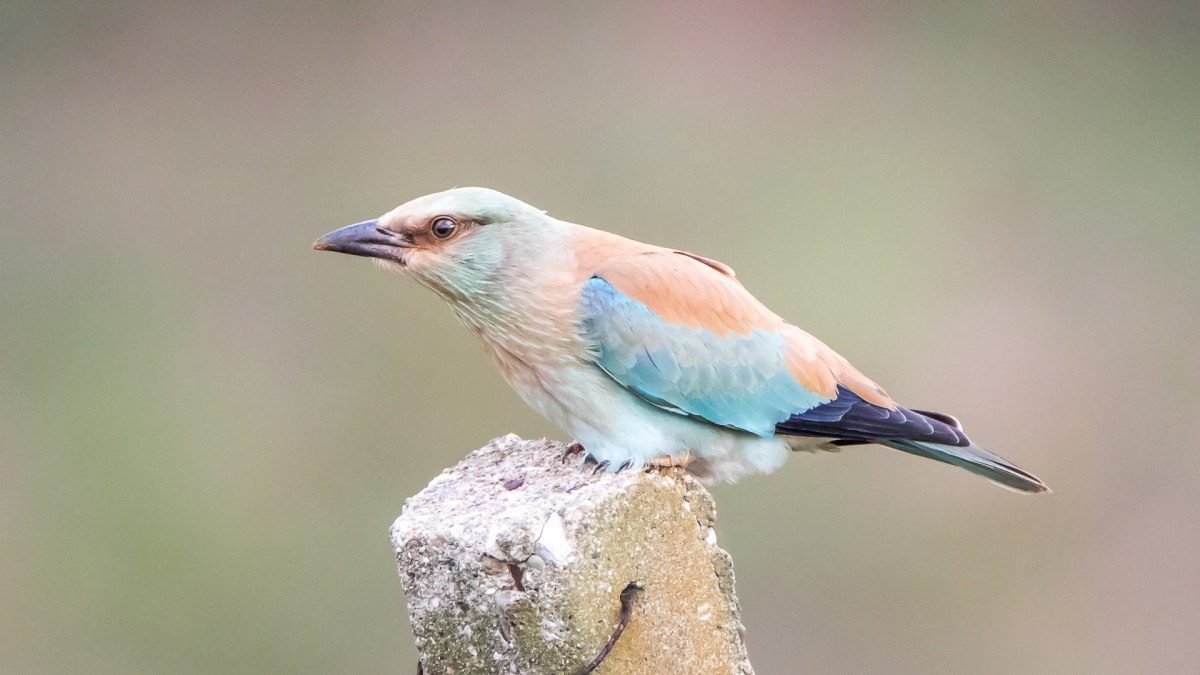 European Roller