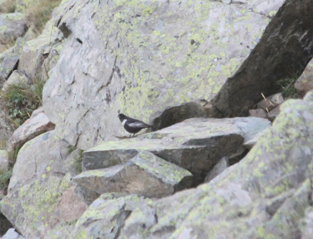 Ring Ouzel