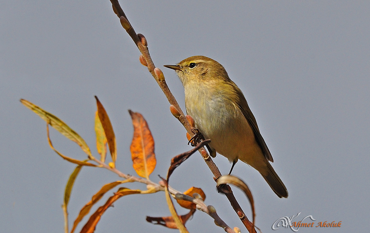 Common Chiffchaff
