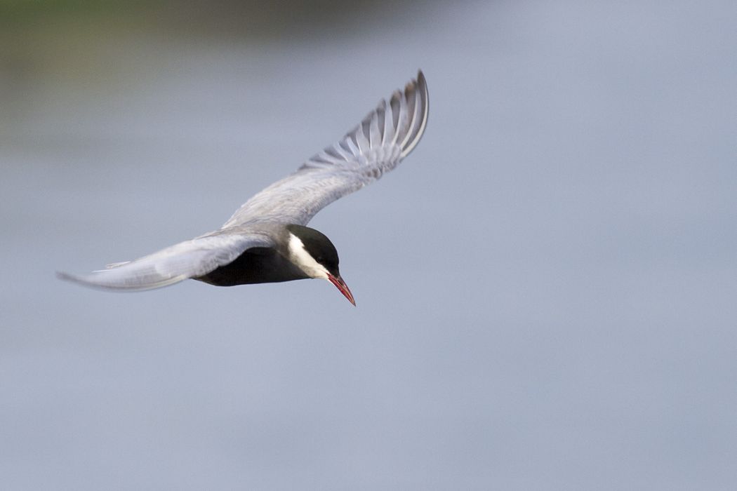 Whiskered Tern