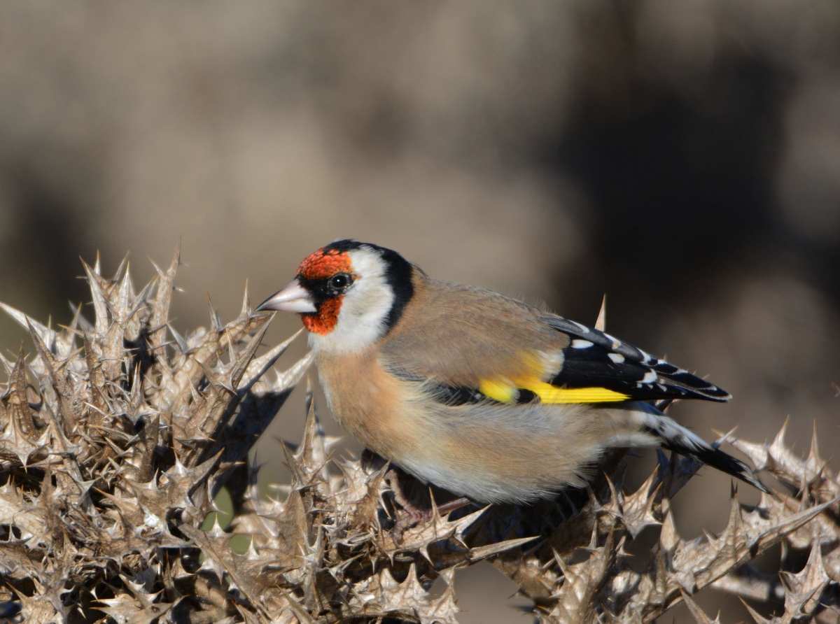 European Goldfinch