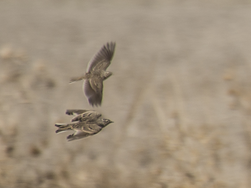 Eurasian Skylark