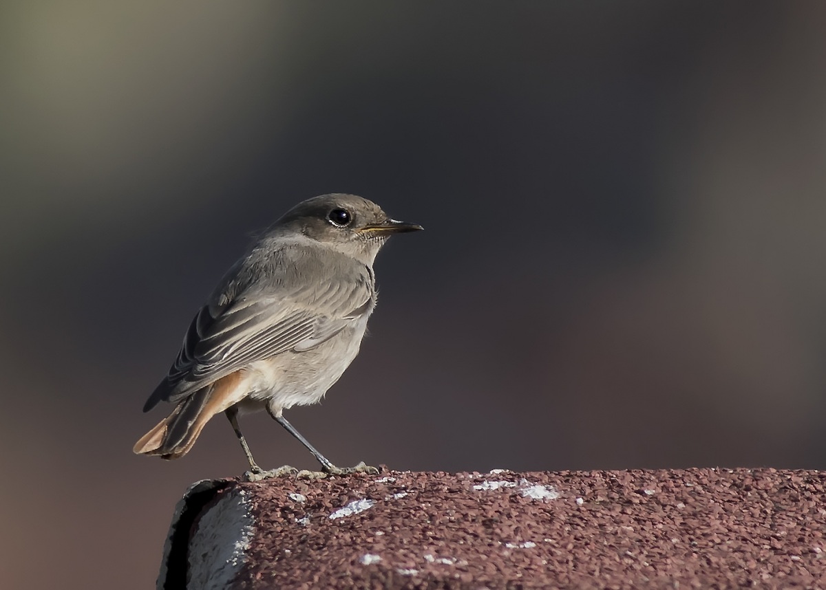 Black Redstart