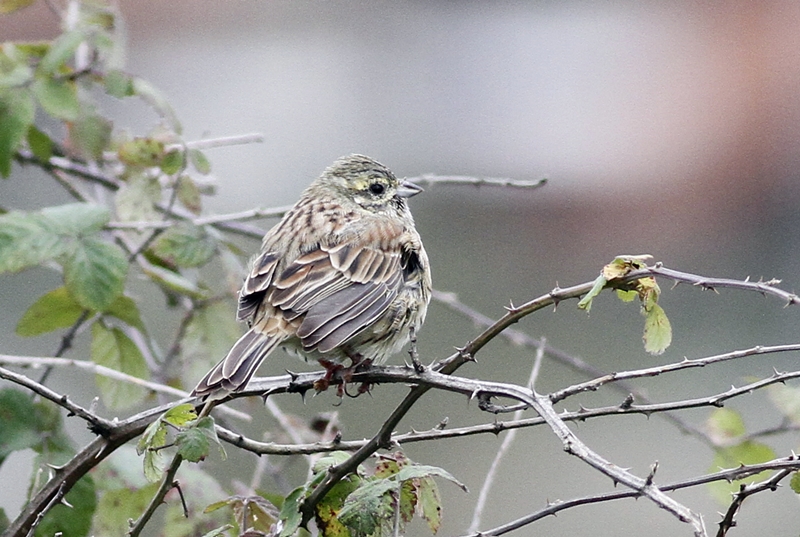 Yellowhammer