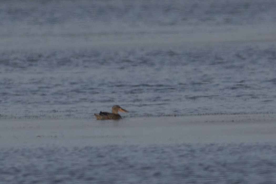 Northern Shoveler