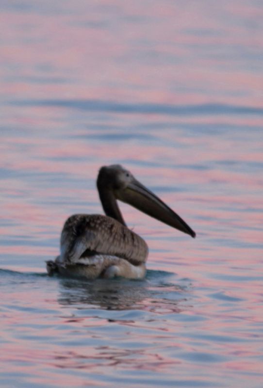 Great White Pelican