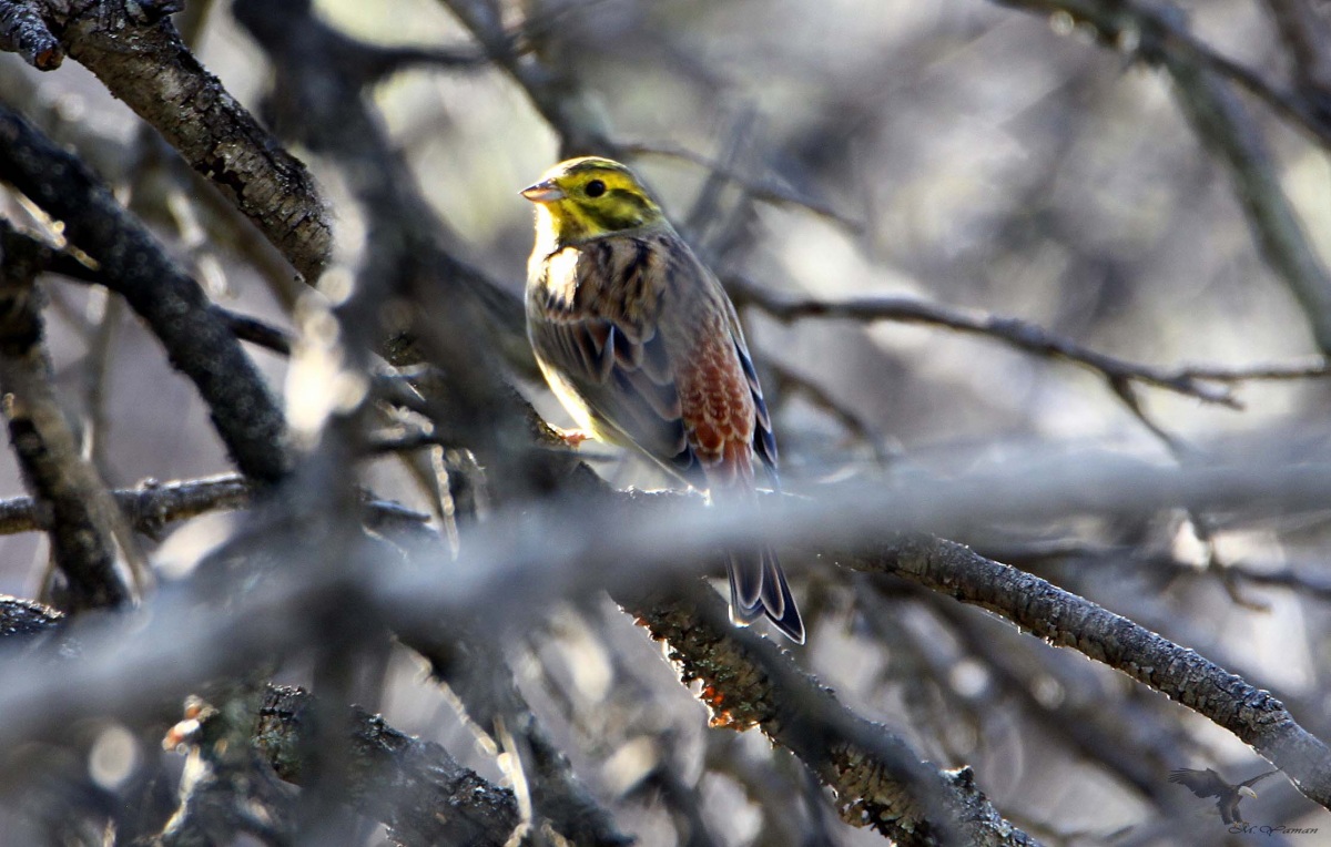 Yellowhammer