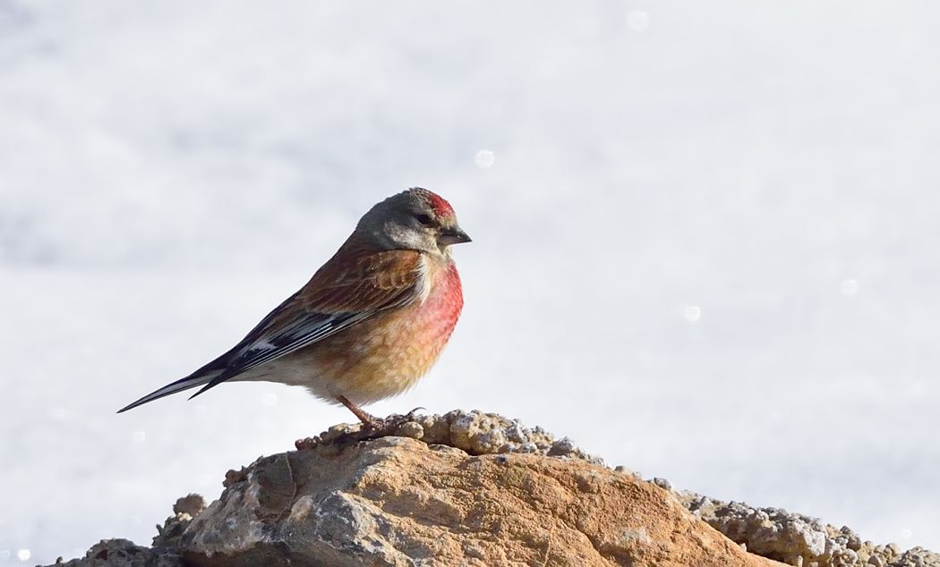 Common Linnet