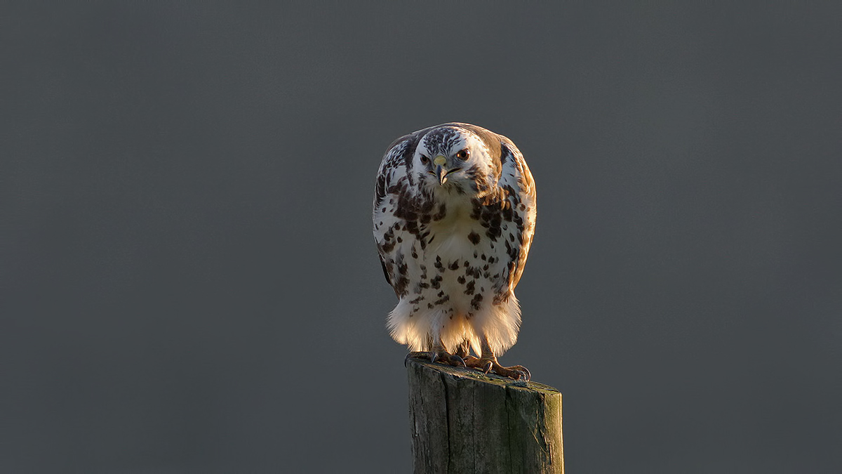 Common Buzzard