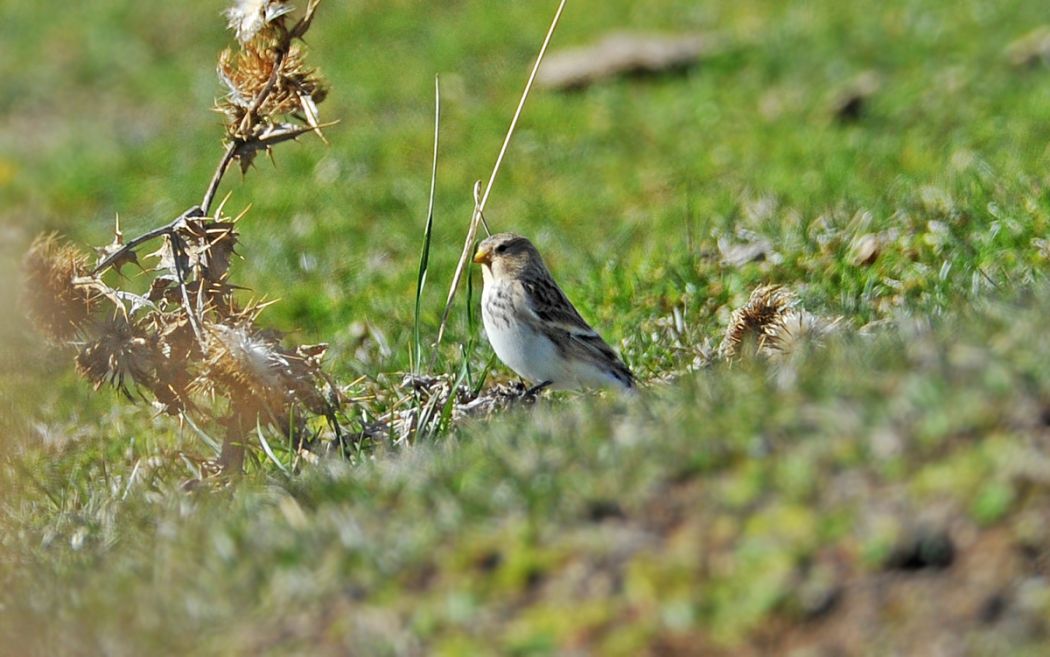 Twite