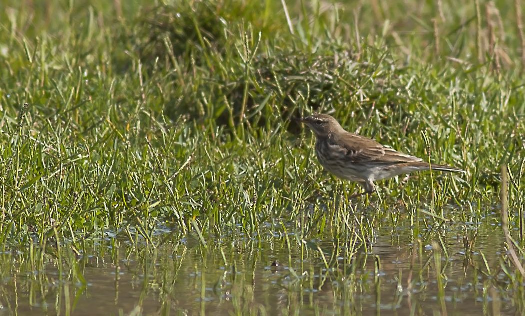 Water Pipit