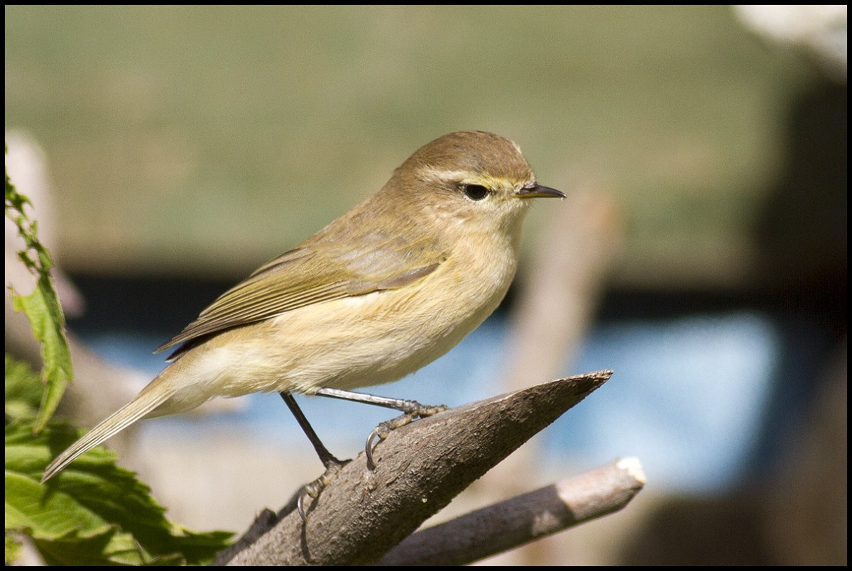 Common Chiffchaff