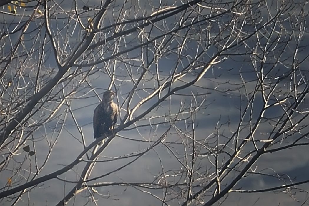 White-tailed Eagle