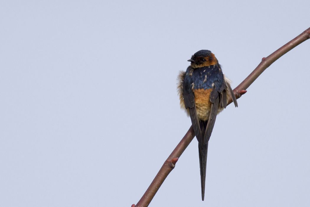 European Red-rumped Swallow