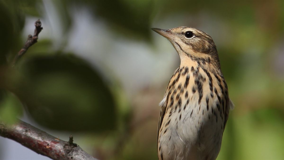 Tree Pipit