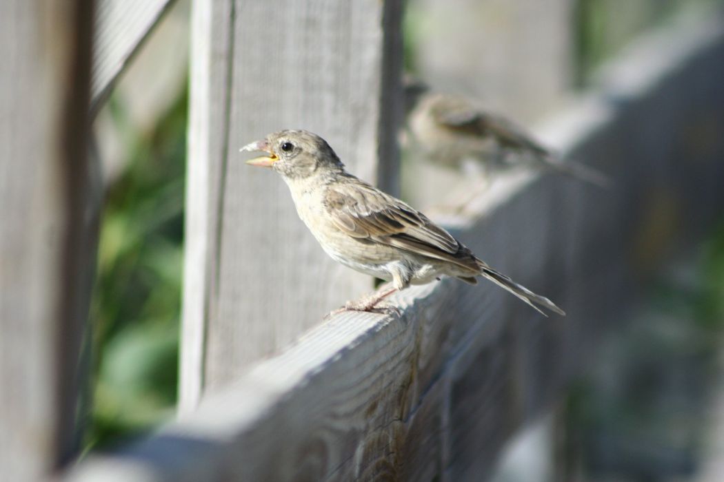 House Sparrow