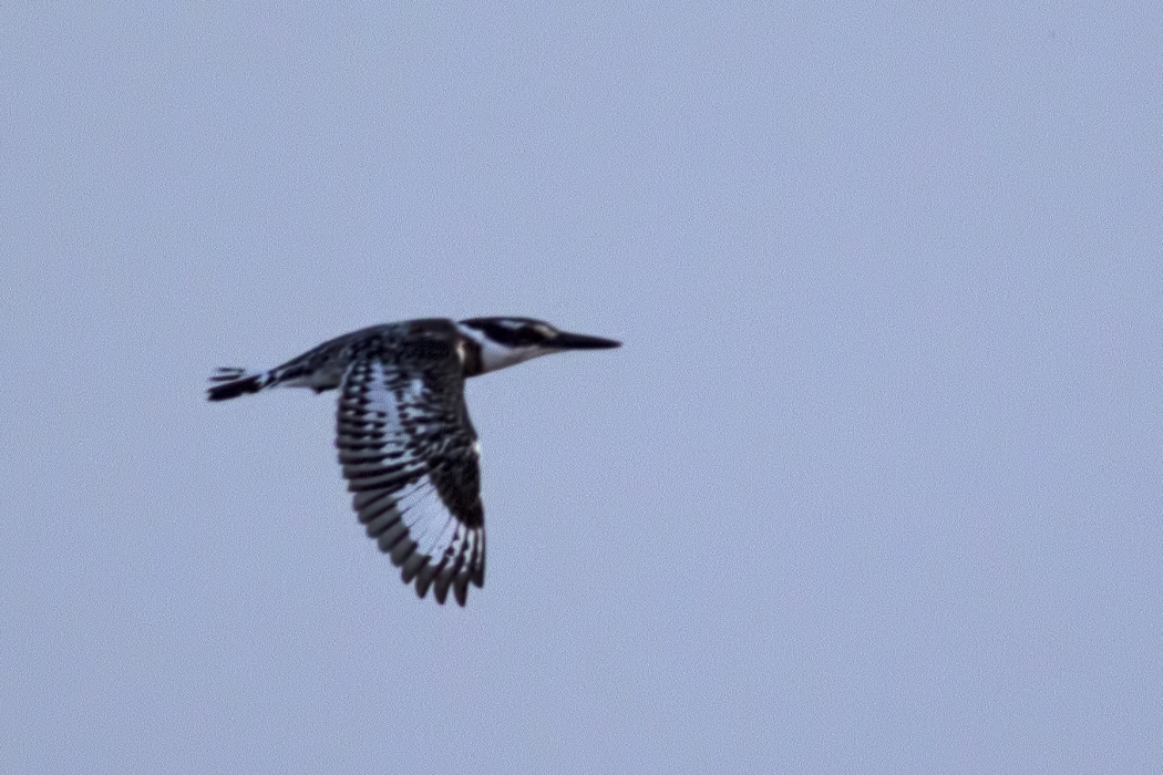 Pied Kingfisher