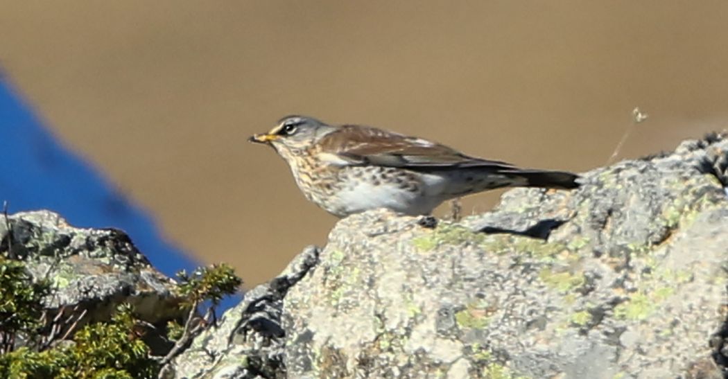 Fieldfare