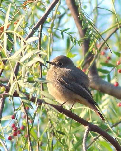 Black Redstart