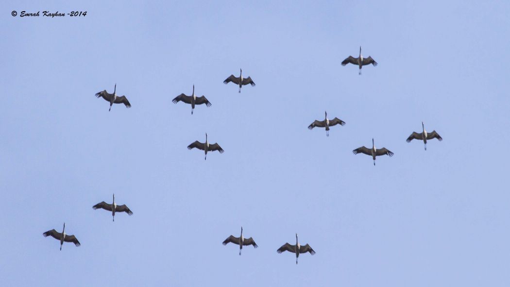 Common Crane