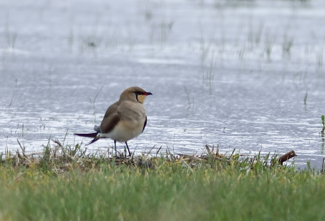 Collared Pratincole
