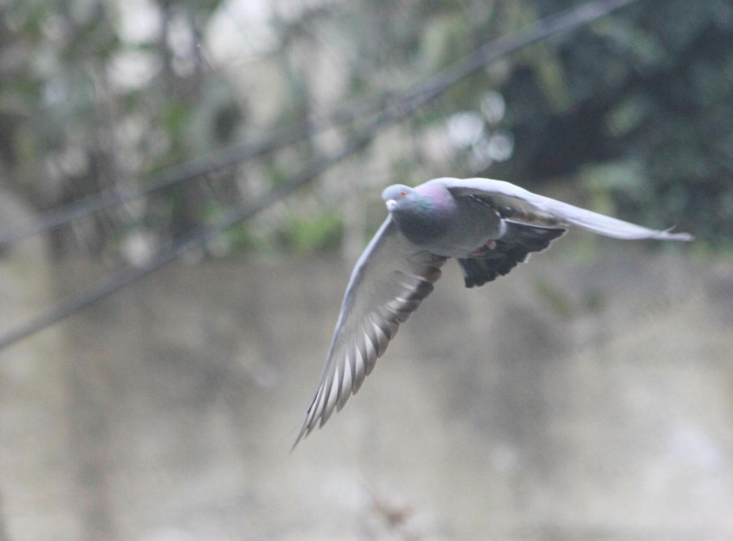 Rock Dove