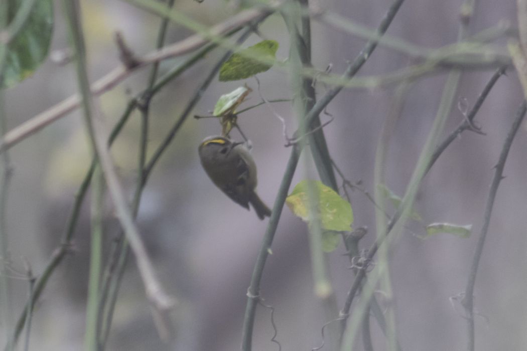 Goldcrest