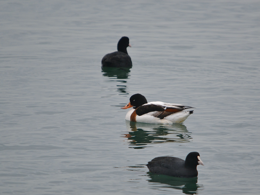 Common Shelduck